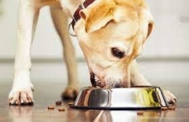 Comida casera o alimento balanceado: ¿Qué es lo mejor para tu mascota?