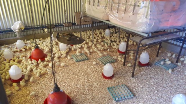 Entregarán 1000 gallinas ponedoras a productores locales