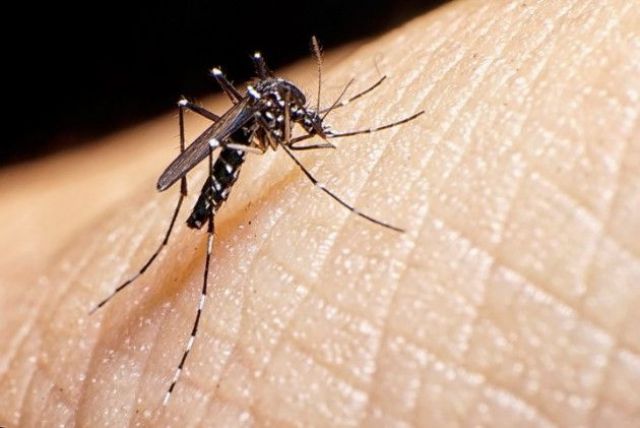 Alerta sanitaria: Suipacha y Mercedes en el radar del Dengue