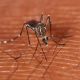 Preocupación: El mosquito transmisor del dengue se adapta al frío de nuestra región