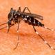 Dengue en Argentina: la epidemia amenaza con batir récords este año