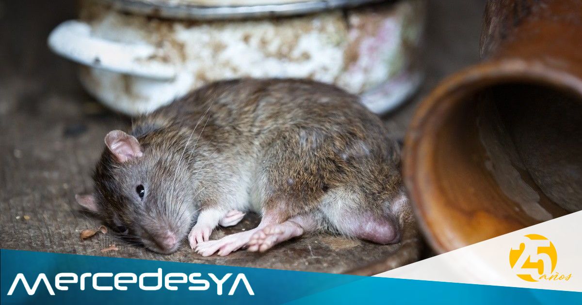 Vecinos alertan sobre invasión de roedores en zonas rurales de Mercedes