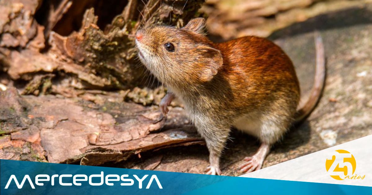 Alertan sobre la presencia de roedores y sus riesgos para la salud en ...
