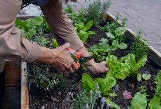 Vuelve el curso “Huerta-Jardín” a la UNLu con una propuesta renovada y enfoque práctico