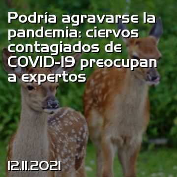 Podría agravarse la pandemia: ciervos contagiados de COVID-19 preocupan a expertos