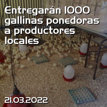 Entregarán 1000 gallinas ponedoras a productores locales
