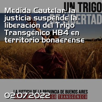 Medida Cautelar: la justicia suspende la liberación del Trigo Transgénico HB4 en territorio bonaerense