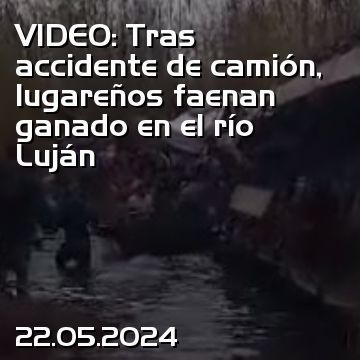 VIDEO: Tras accidente de camión, lugareños faenan ganado en el río Luján