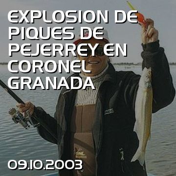 EXPLOSION DE PIQUES DE PEJERREY EN CORONEL GRANADA