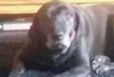 El nuevo desafío que cosechó millones de vistas: ¿perro o niño diabólico?