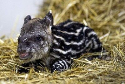 Ecoparque: Nació Jacinto, un tapir macho de 4,18 kilos