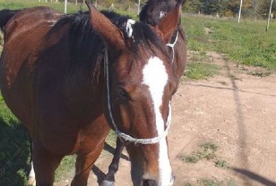 Ultimo momento: encontraron a Entorno y Felipe está feliz