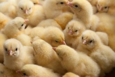 Fuertes subas en el precio del pollo. Hay incrementos de hasta el 50% en los últimos 20 días