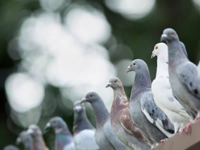 Presentarán resultados de estudios sobre las aves en el casco urbano de Mercedes