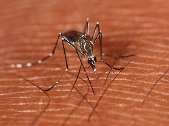Preocupación: El mosquito transmisor del dengue se adapta al frío de nuestra región