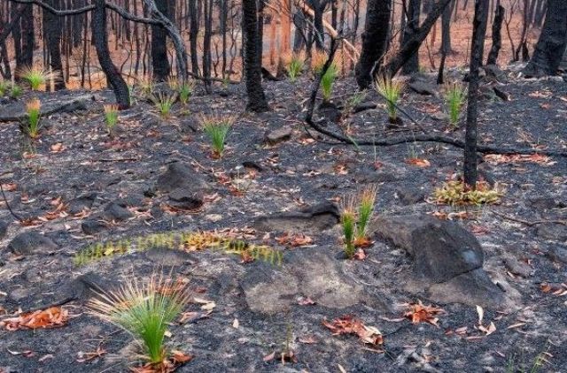 Los árboles de Australia se niegan a morir y vuelven a florecer