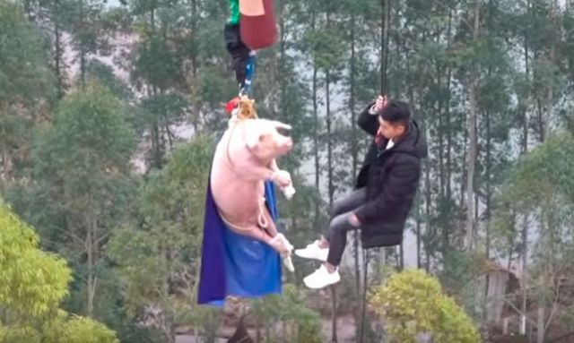 Indignante: Obligan a un cerdo a hacer bungee jumping en un Parque temático de China