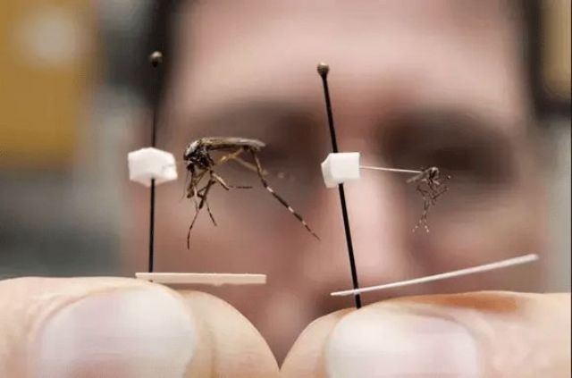 Alarma por aparición de “mosquitos gigantes”