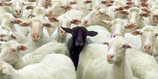 ¿Eres la oveja negra de tu familia? Entonces puede que seas el sueño realizado de tus ancestros