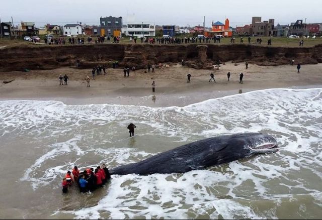 Montaron un operativo para rescatar un cachalote encallado en Mar del Plata