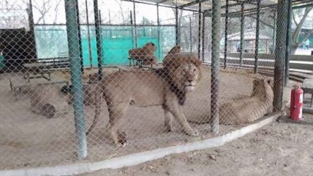 El Zoo Luján tiene 10 días para presentar un plan de reconversión