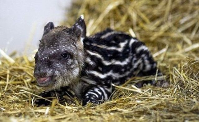 Ecoparque: Nació Jacinto, un tapir macho de 4,18 kilos