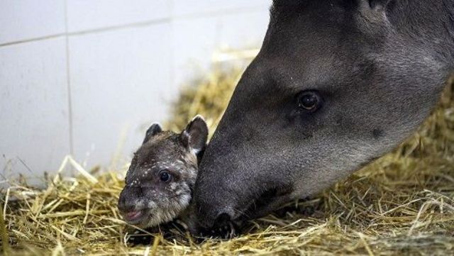 Ecoparque: Nació Jacinto, un tapir macho de 4,18 kilos