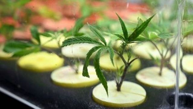 La Iglesia criticó la ley de cannabis medicinal: “Las sustancias adictivas ahora son más accesibles”