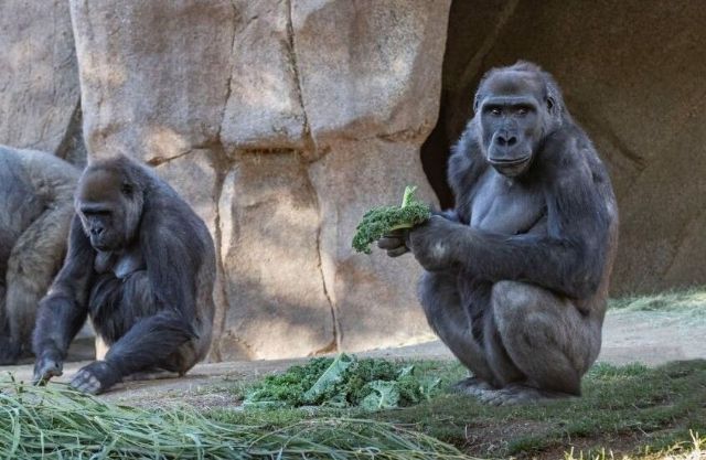 Dos gorilas en un zoológico de California se contagiaron de COVID-19