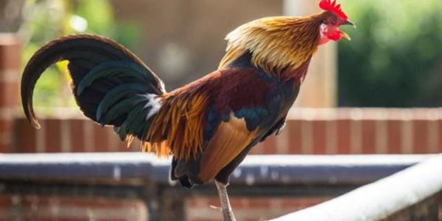 Insólito: no puede callar al gallo y lo multaron con 40 mil pesos