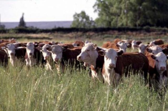 Uruguay festeja el cepo argentino a la exportación de carne porque exportarán más en un momento de alta demanda mundial