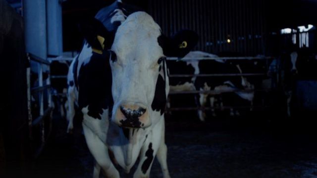 “Cow”, el filme que hizo que la gente abandone la sala en el Festival de Cannes
