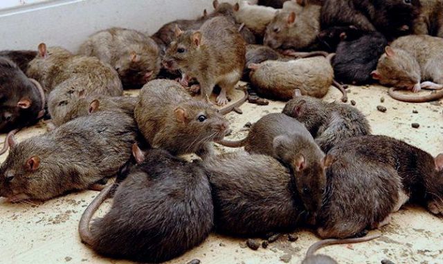Los roedores podrían ser transmisores asintomáticos de coronavirus similares al SARS-CoV-2