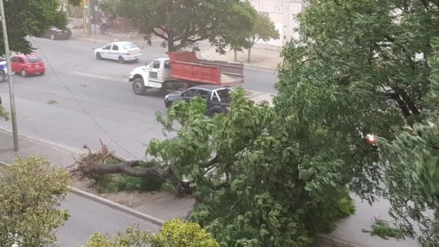 El temporal provocó la caída de árboles y voladura de techos en San Luis