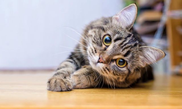Acaricia a tu amigo felino: una mirada al Día Internacional del Gato