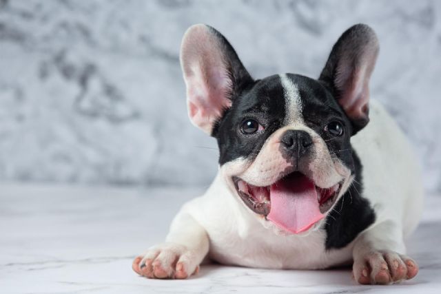 El bienestar del Bulldog Francés: claves para una vida sana y feliz