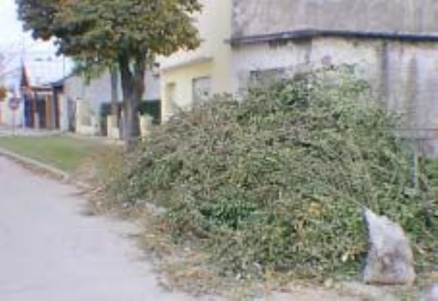 LA PODA INDISCRIMINADA DE LOS ARBOLES MERCEDINOS GENERA PROBLEMAS  EN LA CIUDAD