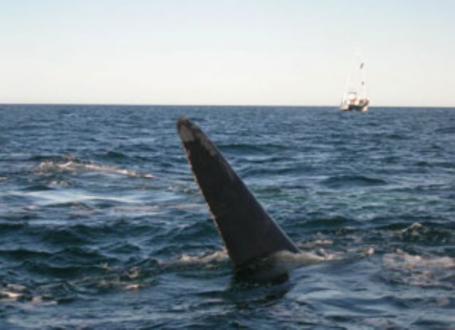 Internet retransmite la llegada de las ballenas a la Península de Valdés