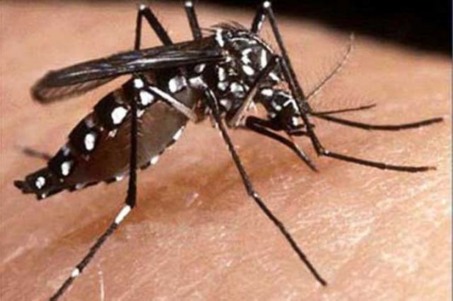 Nuevos datos indican que el dengue está fuera de control
