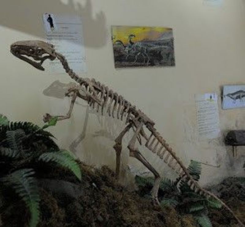 Destacan la riqueza paleontológica y arqueológica del museo Ameghino Marín
