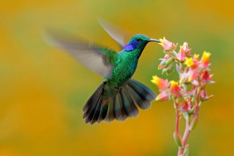 ¿Viste un colibrí? Es un alma querida que te vino a visitar asegura una leyenda guaraní