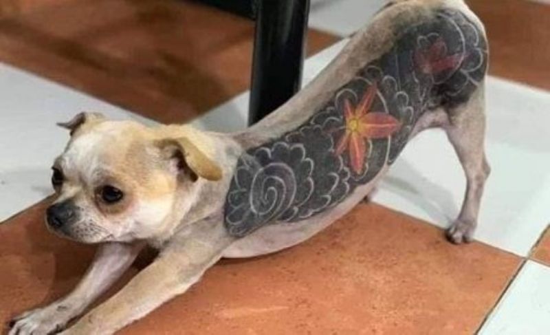 Tatuar a los perros: una polémica moda que genera indignación en las redes sociales