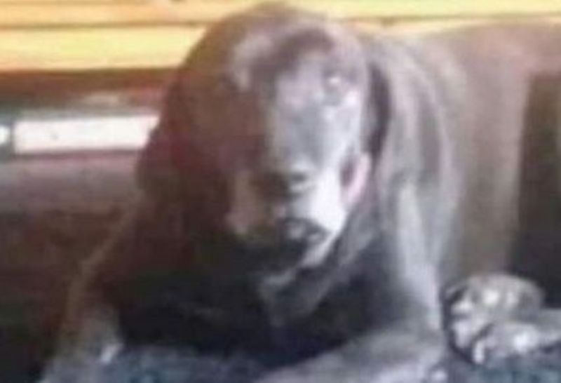 El nuevo desafío que cosechó millones de vistas: ¿perro o niño diabólico?
