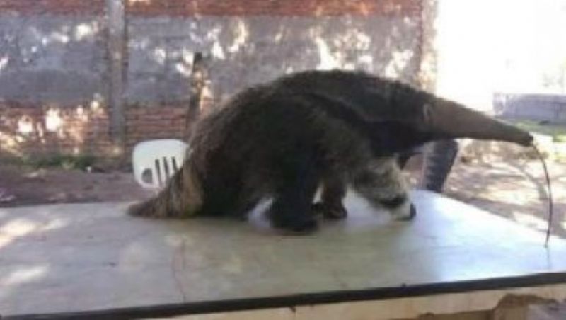 Insólito: tenía un oso hormiguero en su casa y lo vendía por las redes sociales