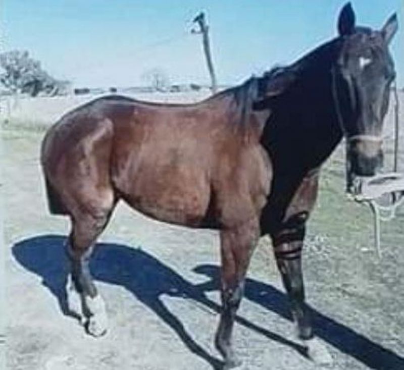 La angustia de un nene que le acaban de robar su caballo