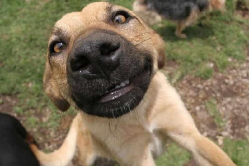 ¿Por qué se celebra hoy el Día Internacional del Perro?