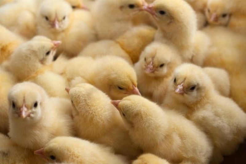 Fuertes subas en el precio del pollo. Hay incrementos de hasta el 50% en los últimos 20 días