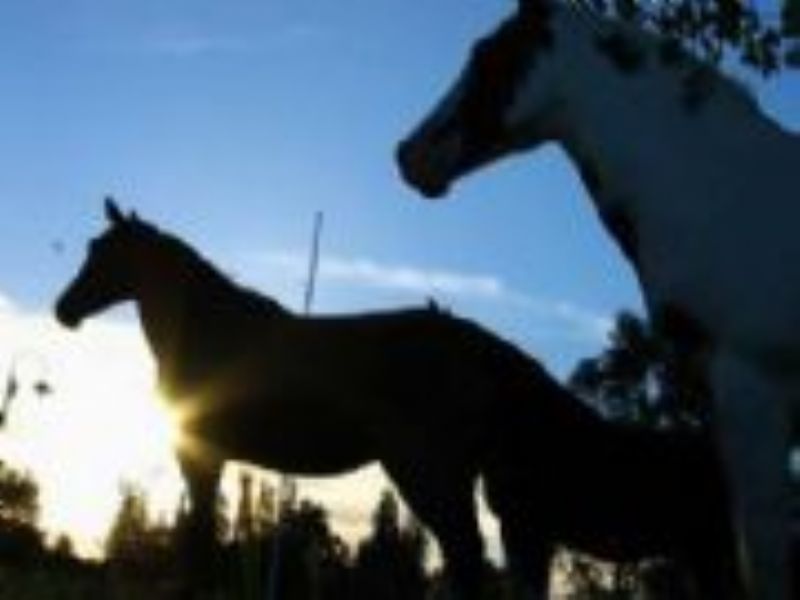 EXPOSICION DE CABALLOS CRIOLLOS EN CHIVILCOY