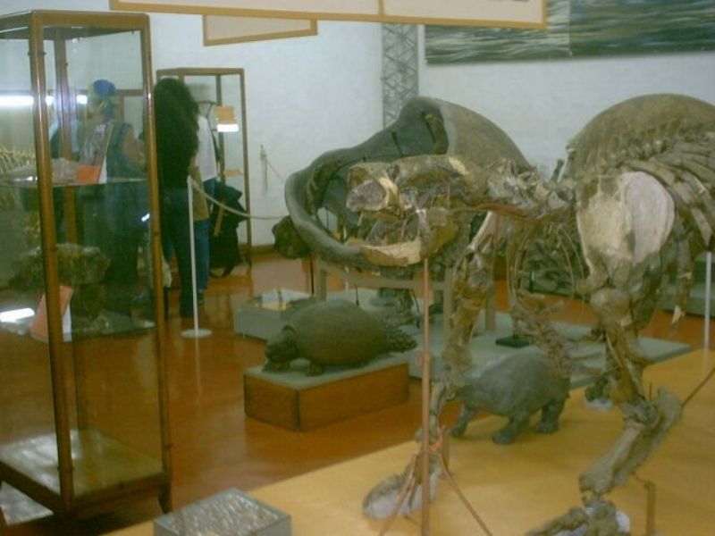 INTERESANTE PROPUESTA DEL MUSEO AMEGHINO