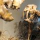 Destacan la riqueza paleontológica y arqueológica del museo Ameghino Marín